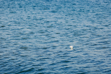 A lonely gull floating in the sea