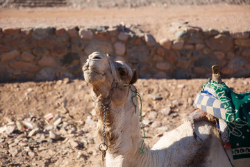 A big camel in Egypt waiting for a walk