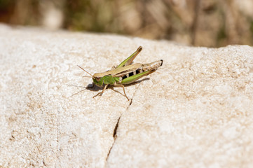 Green locust on stone