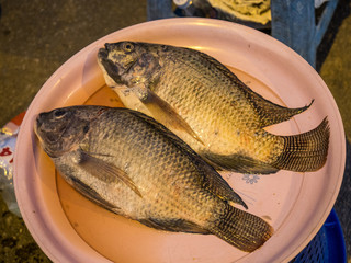 nile fish