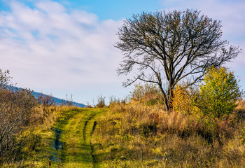 lonely tree by the road in autumn morning