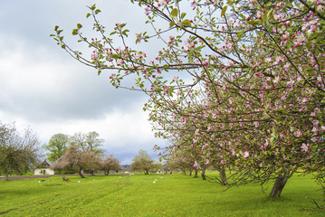 Fototapeta premium Blooming apple orchard in spring located in Latvia 