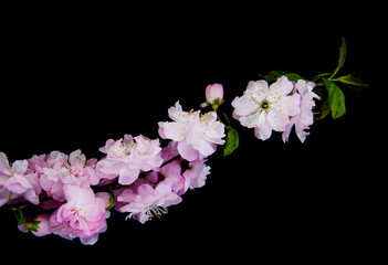 Spring sakura blossom