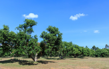 Fototapeta premium Many Rambutan in Thailand