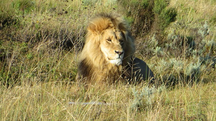Naklejka na ściany i meble Male Lion chilling in the african morning sun, South Africa