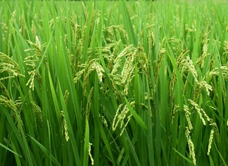 初夏の稲作、稲のクローズアップ