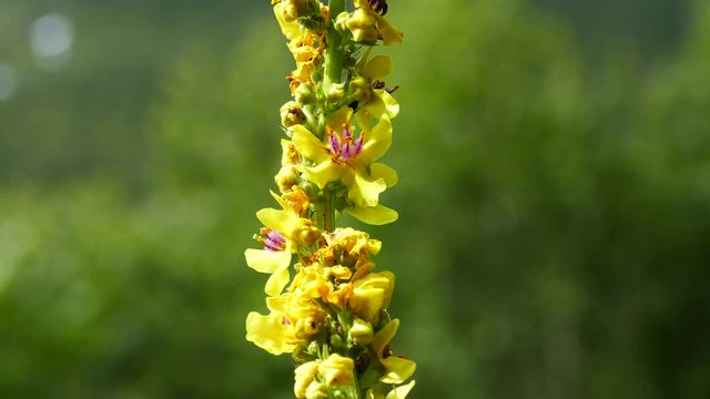 Close up from a dark mullein in Morkidsdalen park Skjolden Norway