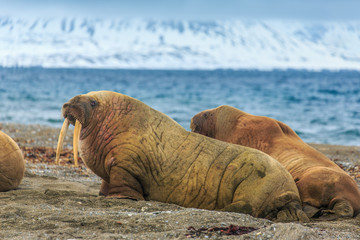 Walrus ( Odobenus rosmarus )