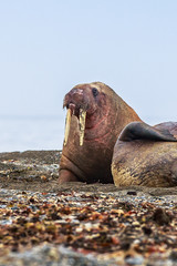 Fototapeta premium Walrus ( Odobenus rosmarus )