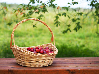 Fototapeta na wymiar Wicker basket with collected ripe fresh organic plums on a wooden table. Autumn still life with plums
