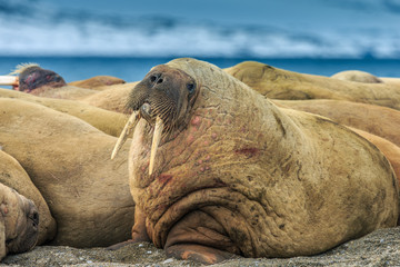 Walrus ( Odobenus rosmarus )