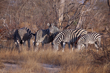 Obraz premium Zebra