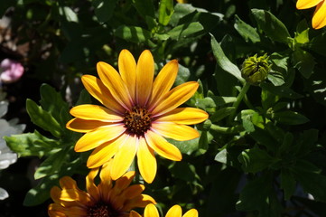 gerbera yellow