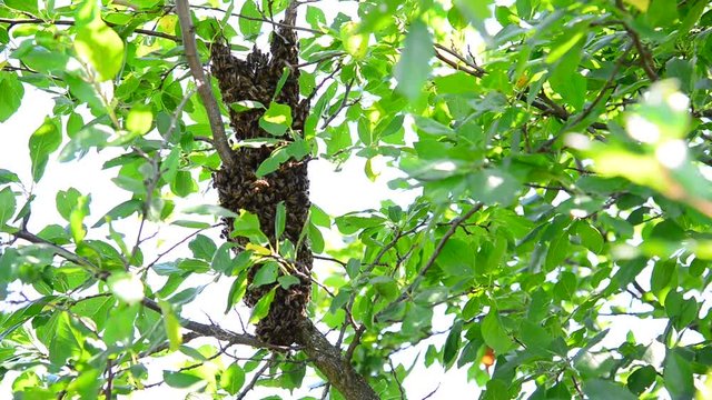 The bee swarm on plum tree