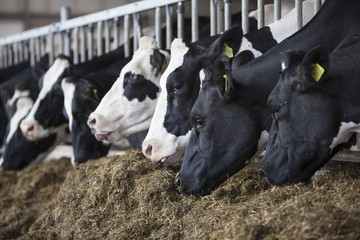 heads of black and white holstein cows feeding in stable in the netherlands