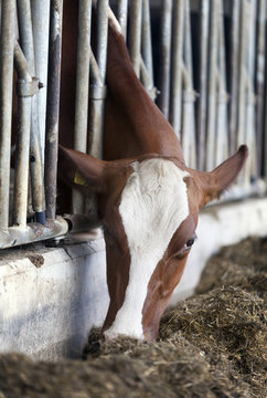 head of red and white holstein cow feeding in stable in the netherlands