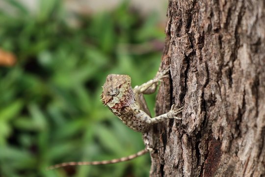 chameleon lizard