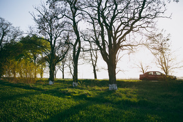 Obraz premium Red car rides along the road near a green field with trees on the roadside
