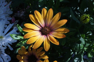 gerbera yellow