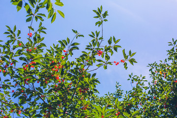 Cherry Tree