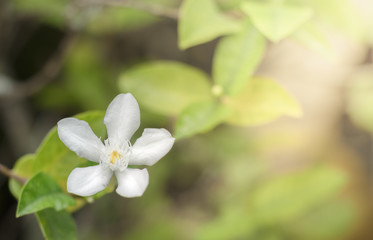 Obraz na płótnie Canvas Close up white inda flower in garden.Wrightia antidysenterica flower.