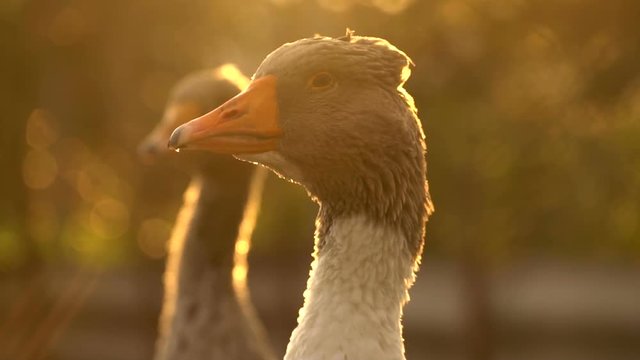 Geese on the farm, close