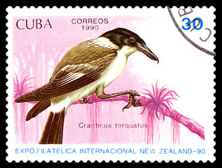 Postage stamp. Cracticus torquatus.