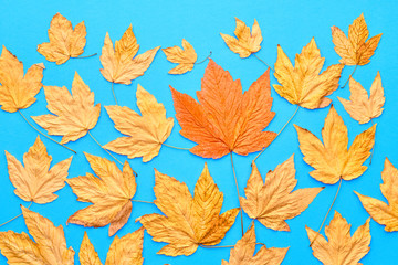 Autumn Fashion Fall Leaves Background. Vintage. Design. Yellow Fall Leaves. Trendy fashion Stylish Concept. Autumn Vintage
