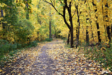 Obraz premium Pathway in the autumn forest
