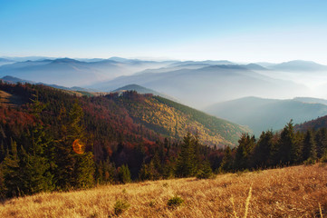 View of hills of a smoky mountain range covered in red, orange and yellow deciduous forest and green pine trees under blue cloudless sky on a warm fall evening in October. Carpathians, Ukraine
