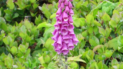 foxglove © Jennifer