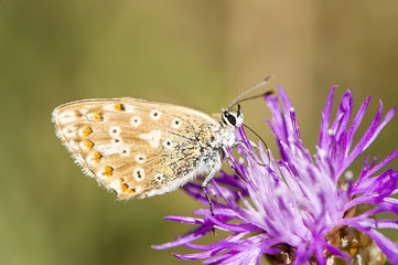 Butterfly on flower