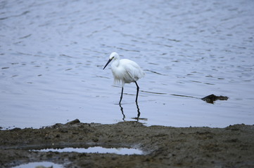 egrets