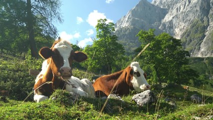 4k cinemagraph seamless loop video two cows relaxing on beautiful mountain pasture on sunny summer day, one ruminating and looking at camera
