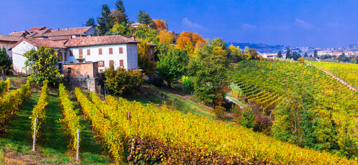 Scenic countryside with vineyards. Autumn scenery. Piedmont -vine region of Italy