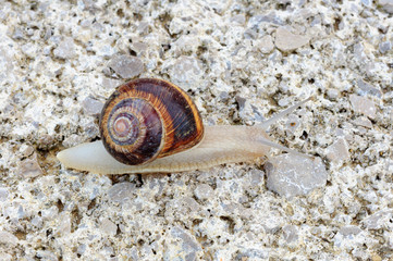 Fiore bucato