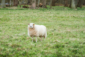 Obraz na płótnie Canvas Sheep on a meadow on the Langeland island, Denmark