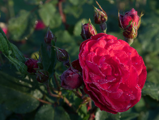 Rose im Morgentau