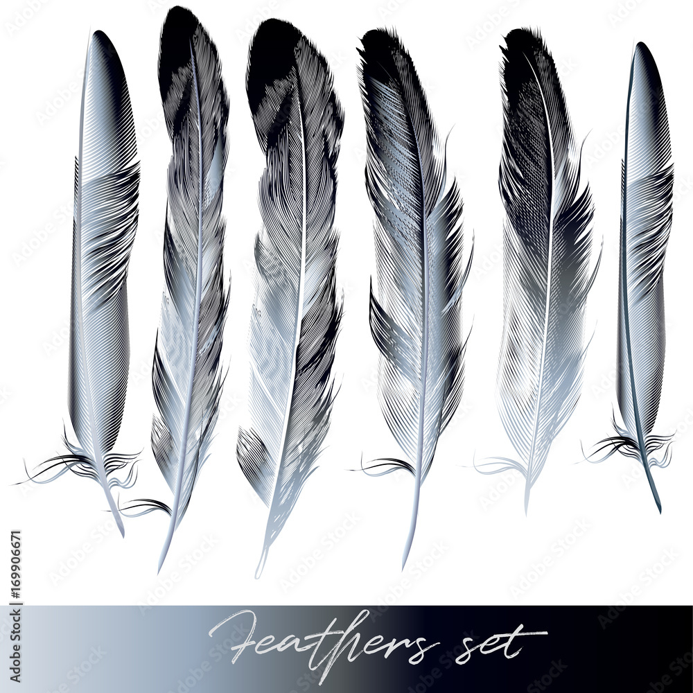 Poster Collection of realistic dark feathers for design