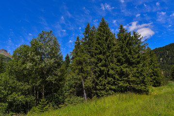 Fototapeta na wymiar Panoramica di abeti di alta montagna in estate