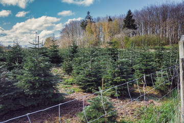 A tree farm growing fir trees for Christmas in Langeland, Denmark