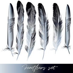 Collection of realistic dark feathers for design