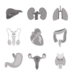 Set of simple monochrome human internal organs flat icons on white background. Viscera set