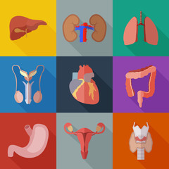 Set of simple human internal organs flat icons on color squares. Viscera set - 169906870
