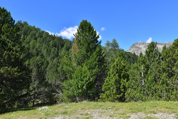 Prato alpino circondato dai pini verdi di montagna e cielo blu
