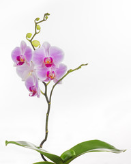 A butterfly orchid plant on white background