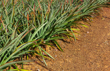 pineapple field
