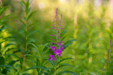 Obraz premium Chamaenerion angustifolium