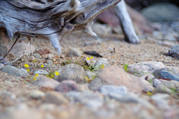 Yellow Flowers