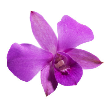 Purple Orchid [Dendrobium] on white back ground